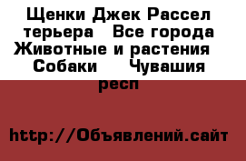 Щенки Джек Рассел терьера - Все города Животные и растения » Собаки   . Чувашия респ.